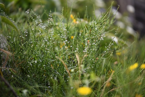 Anarrhinum corsicum (Anarrhinum corsicum)