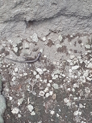 Plestiodon finitimus