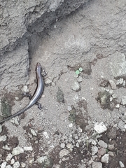 Plestiodon finitimus