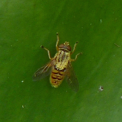Parhelophilus divisus