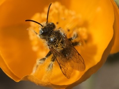 Anthophorula