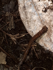 Haemadipsa zeylanica japonica