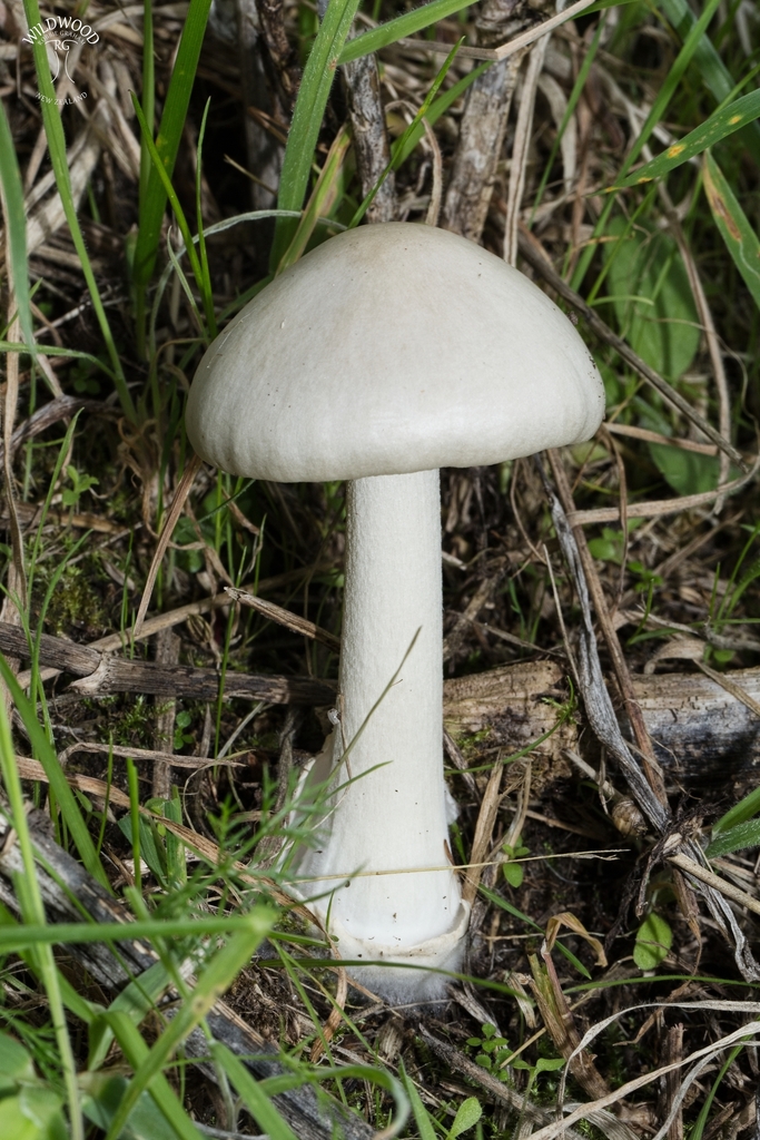 Volvopluteus gloiocephalus · April 2025 · photo: © robbiebgraham (iNaturalist, cc0)