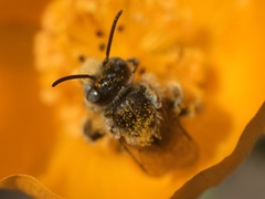 Anthophorula
