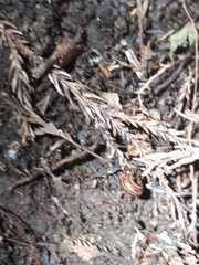 Haemadipsa zeylanica japonica