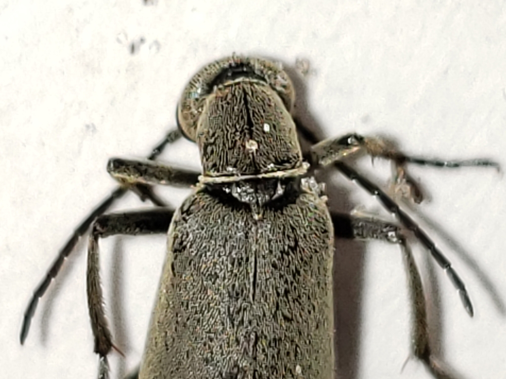Clematis Blister Beetle