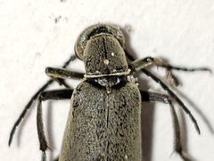 Epicauta floridensis