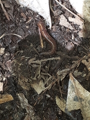 Haemadipsa zeylanica japonica