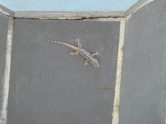 Hemidactylus platyurus