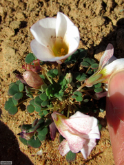Oxalis lichenoides