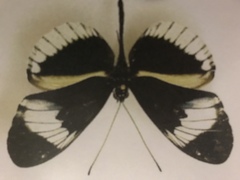 Heliconius cydno alithea