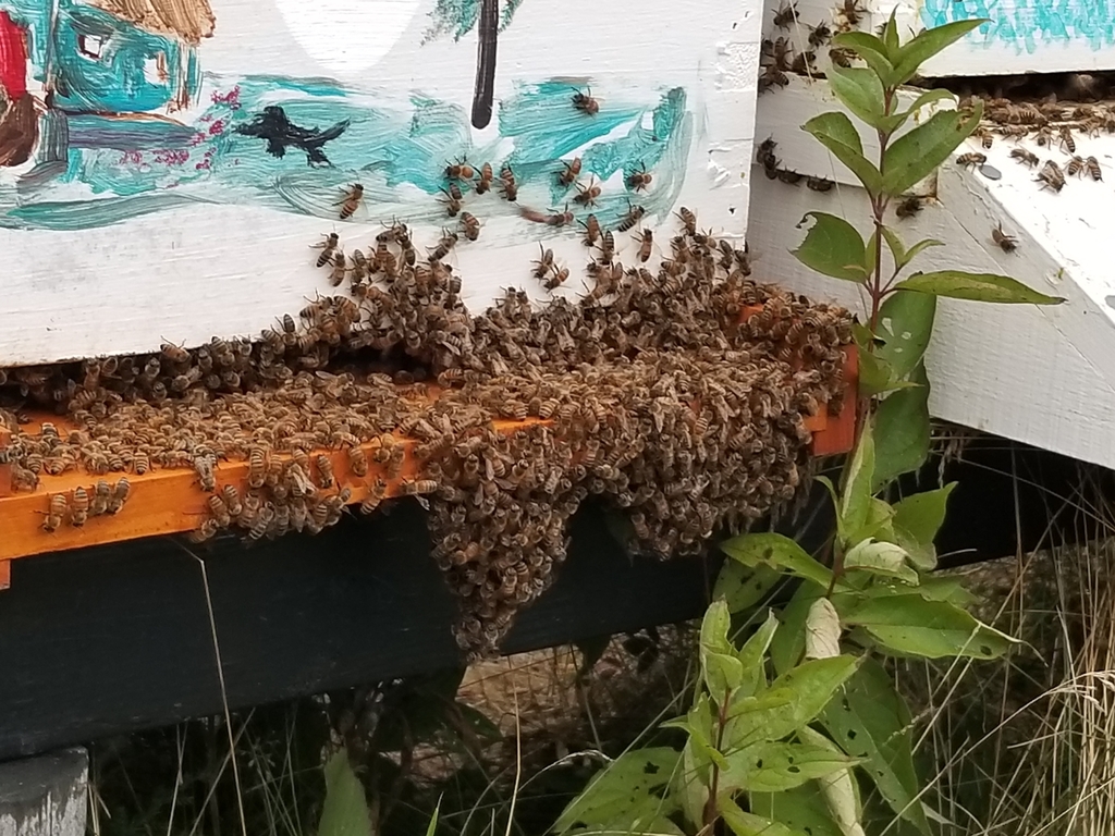 Western Honey Bee from Harrow, ON N0R 1G0, Canada on August 20, 2018 at ...