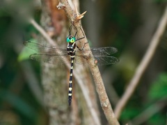 Macromia pacifica
