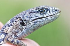 Elgaria coerulea coerulea