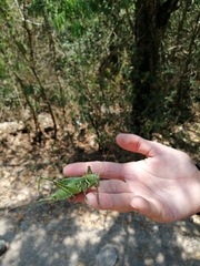 Neobarrettia spinosa