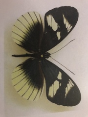 Heliconius eleuchia