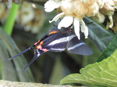 Rhetus arcius thia