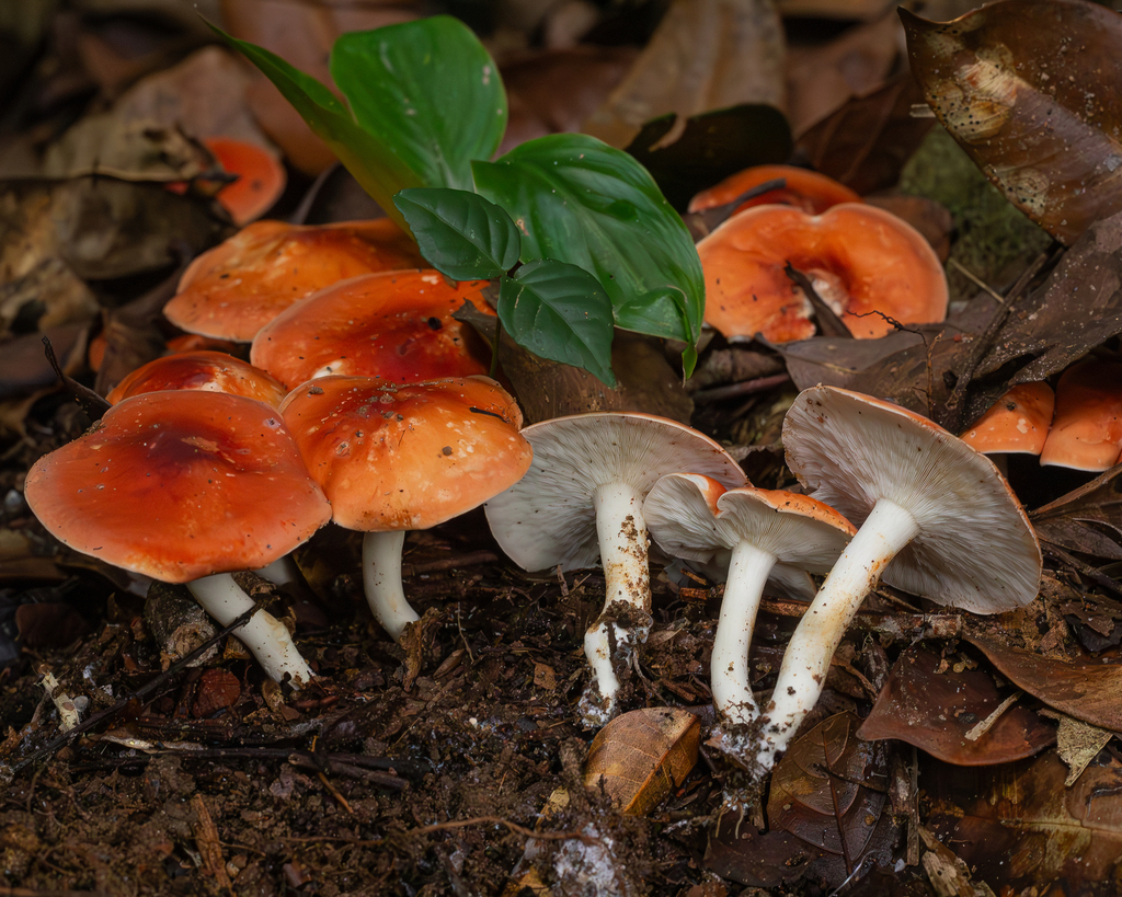 Leucopaxillus gracillimus · March 2025 · photo: © deniszabin (iNaturalist, cc-by)