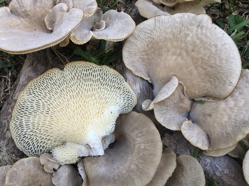 Favolus tessellatus