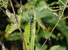 Macromia pacifica × taeniolata