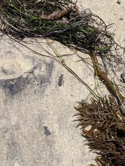 Cicindela latesignata