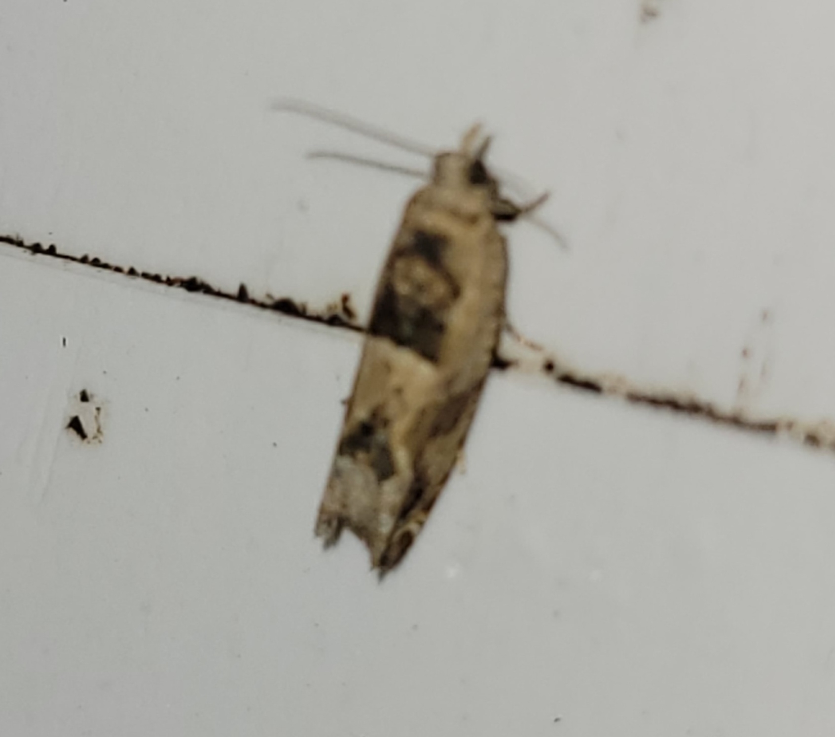 Crocidosema plebejana