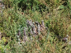 Chloropyron maritimum maritimum