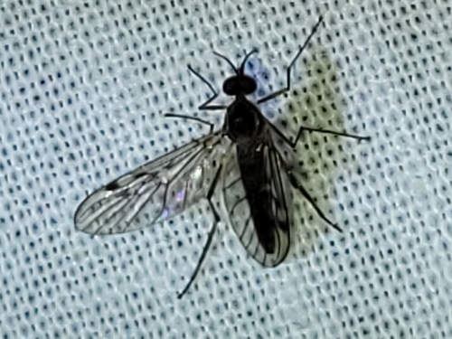 Sylvicola punctatus, 9204 EB Drachten, Nederland, photo 9 of 10