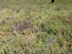 Chloropyron maritimum maritimum