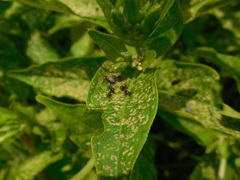 Hypselonotini