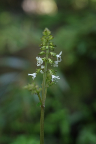 Amami Sage (Salvia pygmaea)