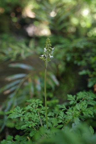Image of Salvia pygmaea by no rights reserved