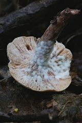 Hypomyces armeniacus