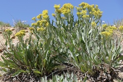 Senecio atratus