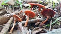 Lactarius fragilis