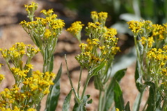Senecio atratus