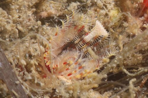 Serpula concharum
