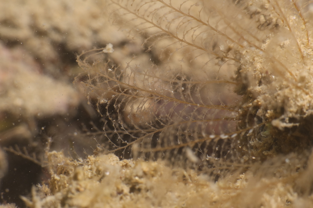 Aglaophenia harpago