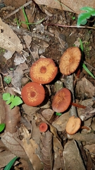 Lactarius fragilis