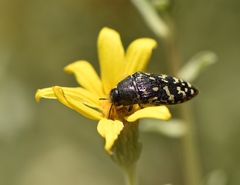 Acmaeodera rubronotata