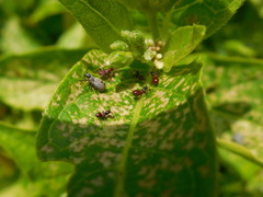Hypselonotini