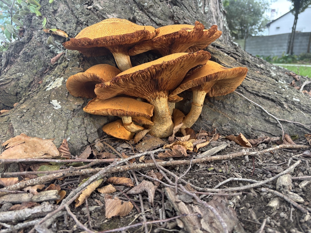 Gymnopilus junonius · April 2025 · photo: © conehead_nz (iNaturalist, cc-by)