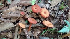 Lactarius fragilis