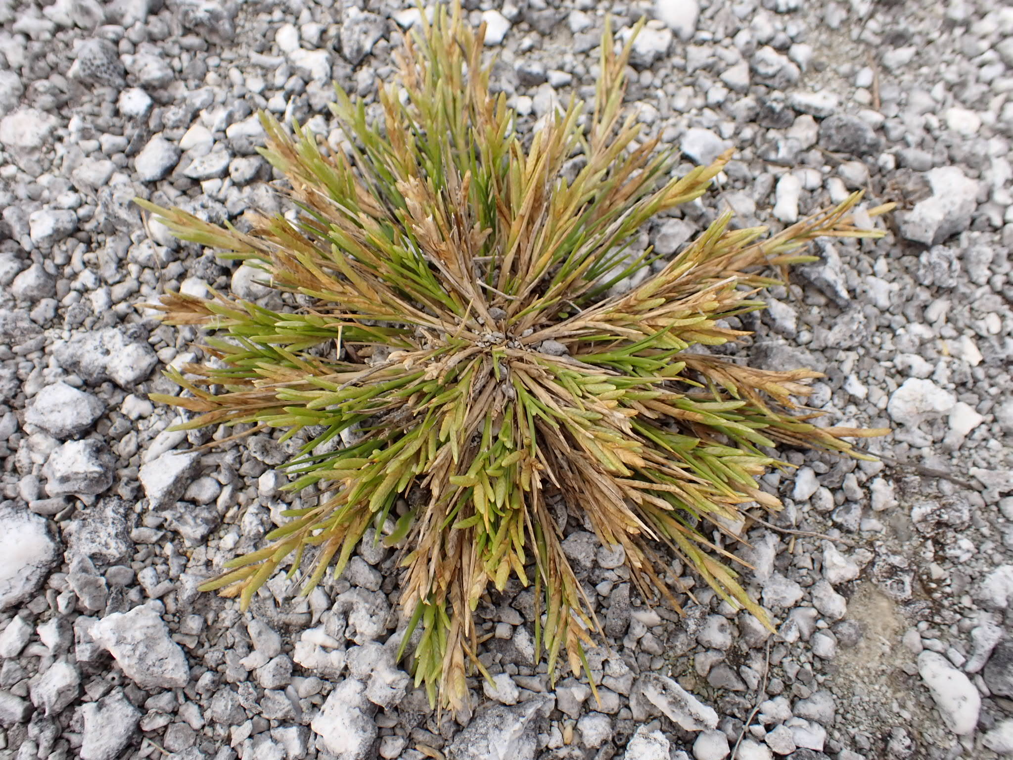 Eragrostis paupera