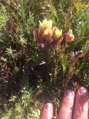 Castilleja occidentalis