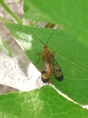 Panorpa bimacula