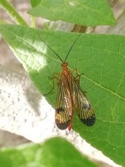 Panorpa bimacula