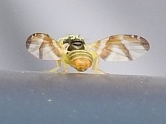 Procecidocharoides penelope