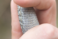 Elgaria coerulea coerulea