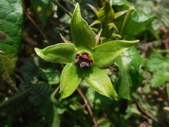 Gonolobus uniflorus